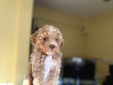 Korea Teacup Maltipoo Bebekler