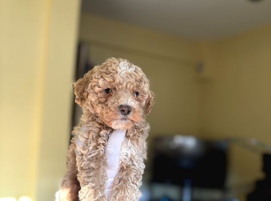 Korea Teacup Maltipoo Bebekler görsel