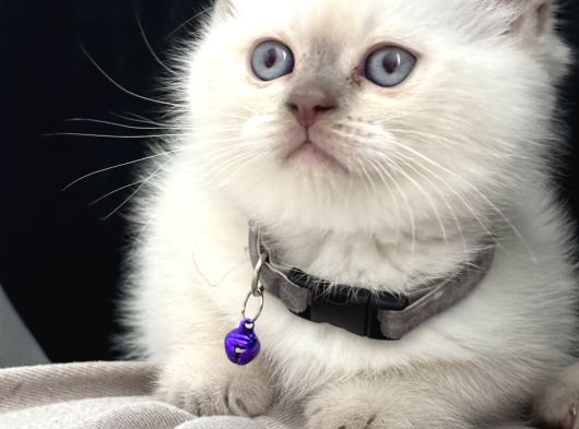 Kaliteli Bebekler
