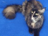 Dev Di̇şi̇ Mai̇ncoon Kedi̇mi̇z Yeni̇ Sahi̇bi̇ni̇ Ariyor