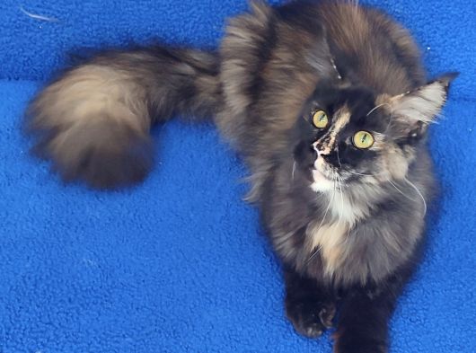Dev Di̇şi̇ Mai̇ncoon Kedi̇mi̇z Yeni̇ Sahi̇bi̇ni̇ Ariyor görsel