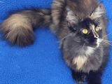 Dev Di̇şi̇ Mai̇ncoon Kedi̇mi̇z Yeni̇ Sahi̇bi̇ni̇ Ariyor