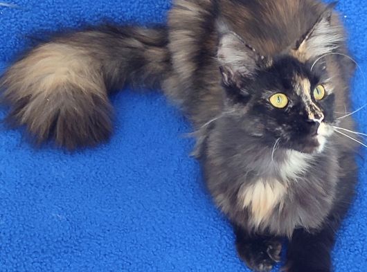 Dev Di̇şi̇ Mai̇ncoon Kedi̇mi̇z Yeni̇ Sahi̇bi̇ni̇ Ariyor görsel