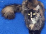 Dev Di̇şi̇ Mai̇ncoon Kedi̇mi̇z Yeni̇ Sahi̇bi̇ni̇ Ariyor
