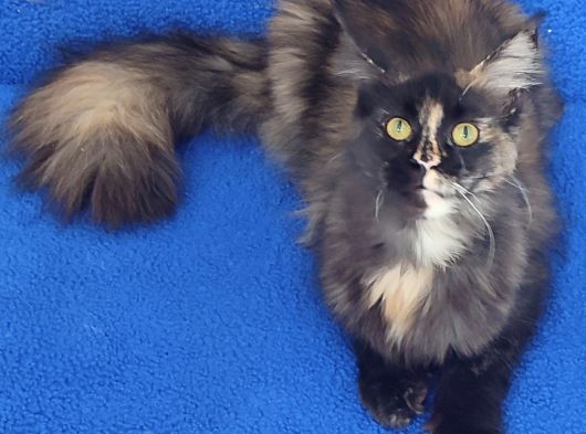 Dev Di̇şi̇ Mai̇ncoon Kedi̇mi̇z Yeni̇ Sahi̇bi̇ni̇ Ariyor