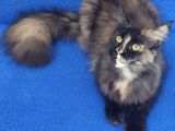 Dev Di̇şi̇ Mai̇ncoon Kedi̇mi̇z Yeni̇ Sahi̇bi̇ni̇ Ariyor