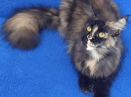 Dev Di̇şi̇ Mai̇ncoon Kedi̇mi̇z Yeni̇ Sahi̇bi̇ni̇ Ariyor görsel