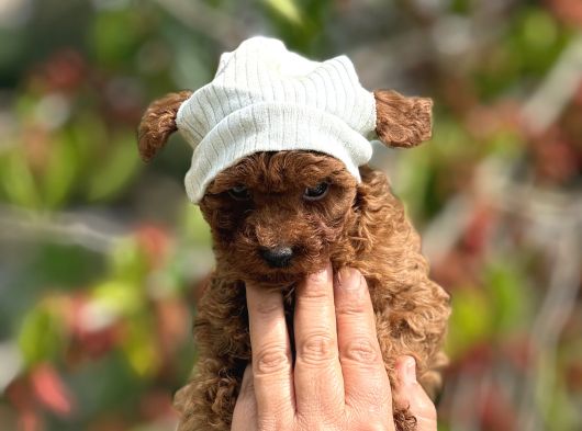 Orijinal korea poodle yavrular