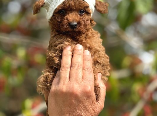 Mini Boy Korea Poodle Yavrular görsel