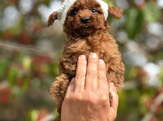 Mini boy korea poodle yavrular