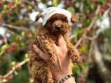 Mini Boy Korea Poodle Yavrular