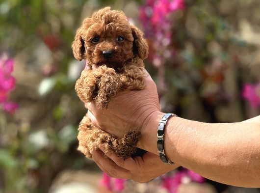 Teacup boy korea poodle bebekler