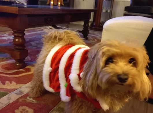 Latte 5 Yaşında Maltipoo