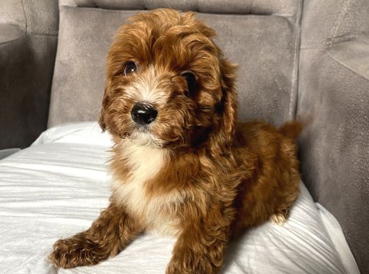 T-Cup Red Maltipoo Erkek Yavrum