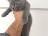 British Shortair Show Blue Bebekler