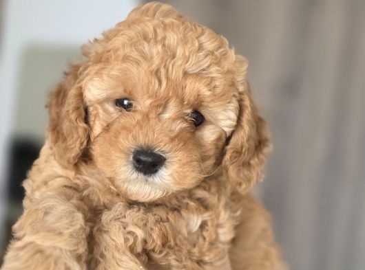 Orijinal 2 Aylık Kore Poodle Ev Ortamında Büyüyorlar görsel