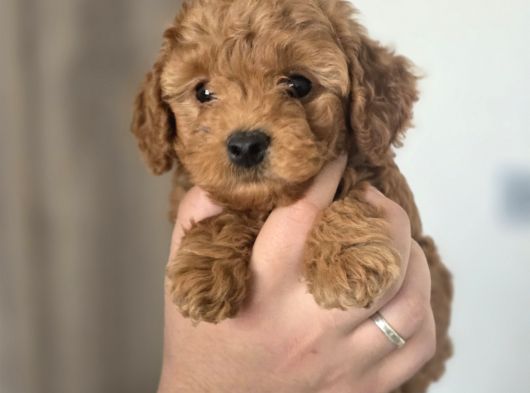 Orijinal 2 Aylık Kore Poodle Ev Ortamında Büyüyorlar görsel