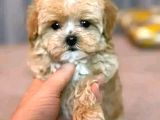 Malti̇poo Ci̇nsi̇ Yavrular Ev Üreti̇mi̇