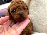 TOY POODLE SEVİMLİ YAVRULAR EV ÜRETİMİ