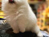 Mukemmel Kali̇te Teddy Bear Pomerani̇an Boo Yavrular
