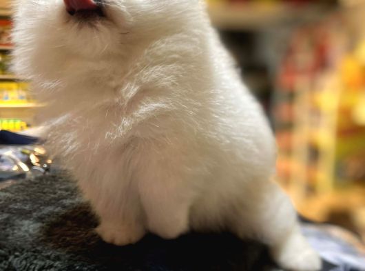 Mukemmel Kali̇te Teddy Bear Pomerani̇an Boo Yavrular görsel