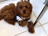 Türkiyenin En Iyi Teacup Poodle Kurabiyeler 3 Aylık