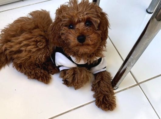 Türkiyenin En Iyi Teacup Poodle Kurabiyeler 3 Aylık görsel