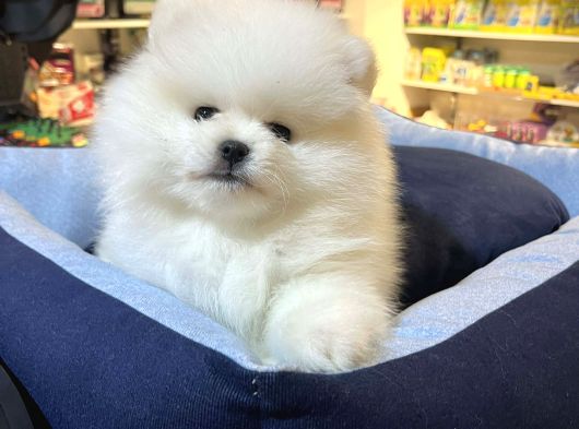 Mukemmel Kali̇te Teddy Bear Pomerani̇an Boo Yavrular