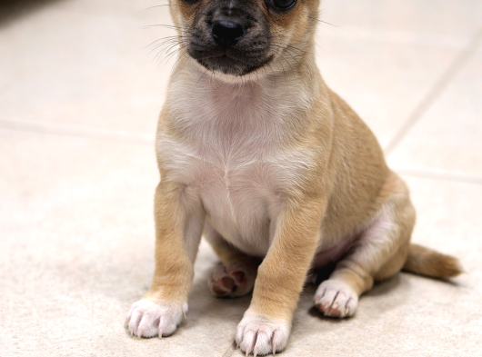 Elma Kafa Chihuahua