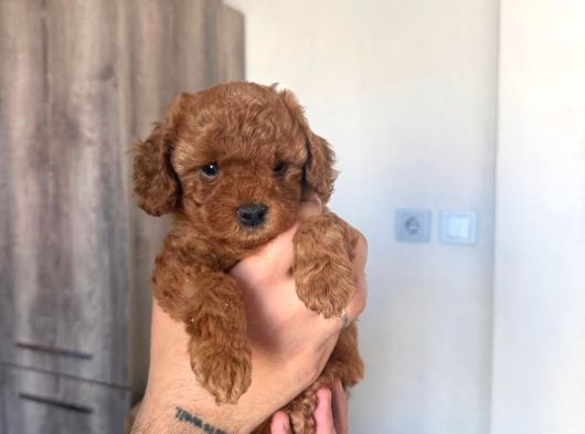 Orijinal 2 Aylık Kore Poodle Ev Ortamında Büyüyorlar görsel