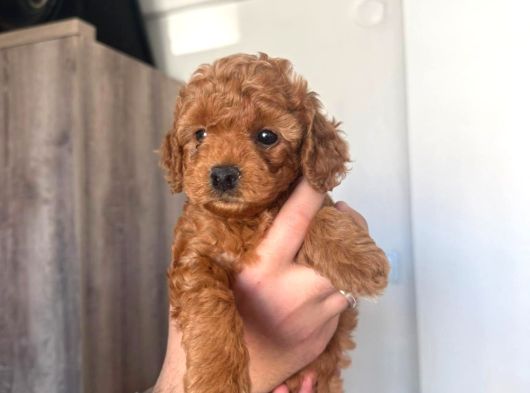 Orijinal 2 Aylık Kore Poodle Ev Ortamında Büyüyorlar görsel