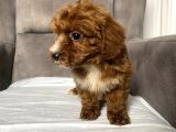T-Cup Red Maltipoo Erkek Yavrum