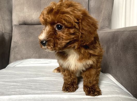 T-Cup Red Maltipoo Erkek Yavrum görsel
