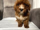 T-Cup Red Maltipoo Erkek Yavrum