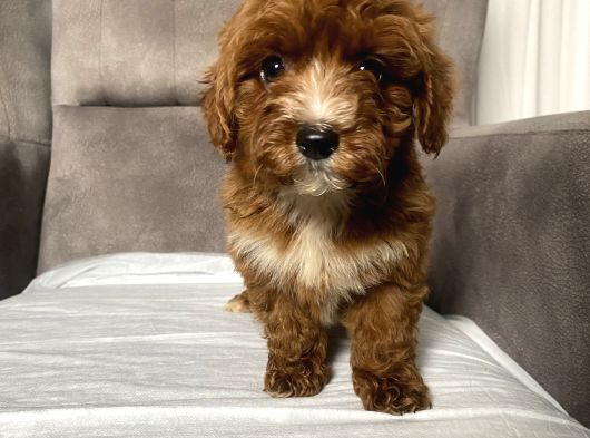 T-Cup Red Maltipoo Erkek Yavrum görsel