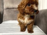 T-Cup Red Maltipoo Erkek Yavrum
