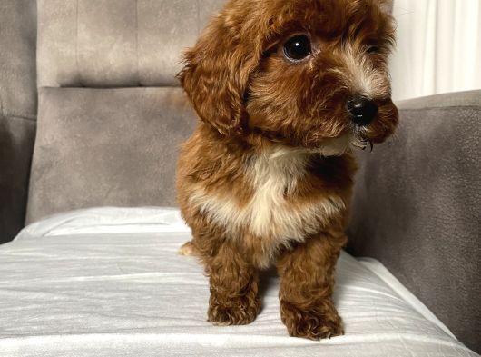 T-Cup Red Maltipoo Erkek Yavrum görsel