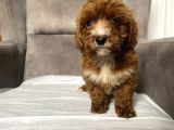 T-Cup Red Maltipoo Erkek Yavrum
