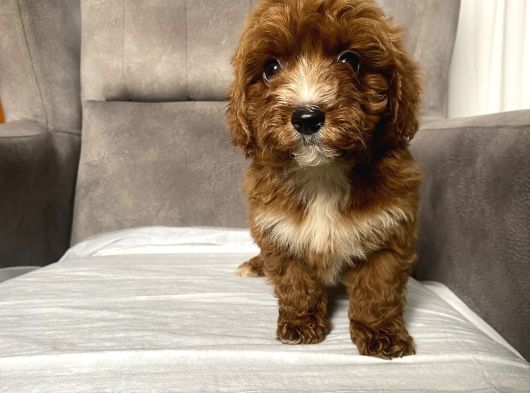 T-Cup Red Maltipoo Erkek Yavrum görsel