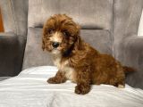 T-Cup Red Maltipoo Erkek Yavrum