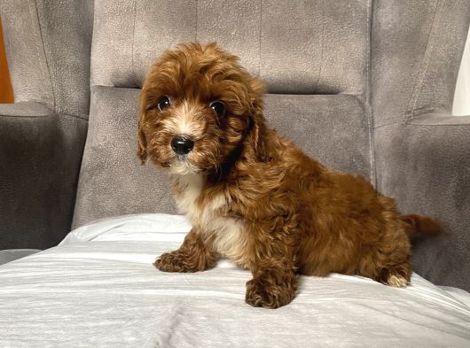 T-Cup Red Maltipoo Erkek Yavrum görsel