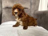T-Cup Red Maltipoo Erkek Yavrum