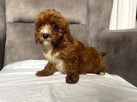 T-Cup Red Maltipoo Erkek Yavrum görsel