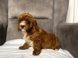 T-Cup Red Maltipoo Erkek Yavrum