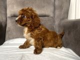 T-Cup Red Maltipoo Erkek Yavrum
