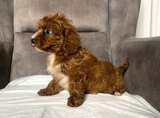 T-Cup Red Maltipoo Erkek Yavrum görsel