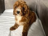 T-Cup Red Maltipoo Erkek Yavrum