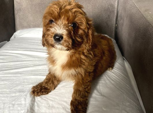 T-Cup Red Maltipoo Erkek Yavrum görsel