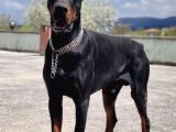 Üst Kalite Doberman Yavrularımız