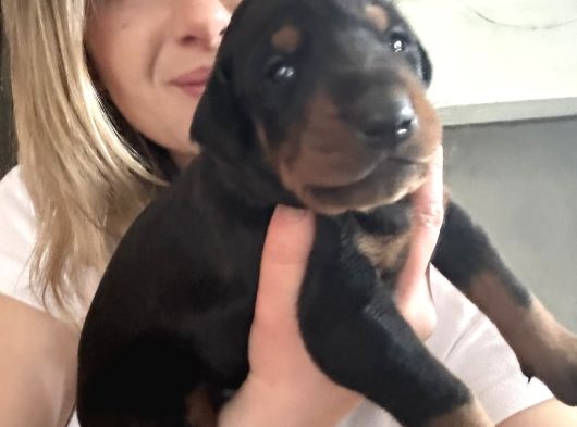 Üst Kalite Doberman Yavrularımız